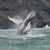 Capturing Humpback Whales: A Memorable Day off the Cornish Coast