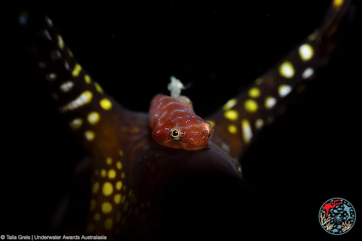 Clingfish riding on the back of a weedy seadragon.