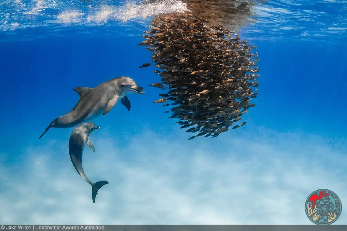 Dolphins herding fish underwater.