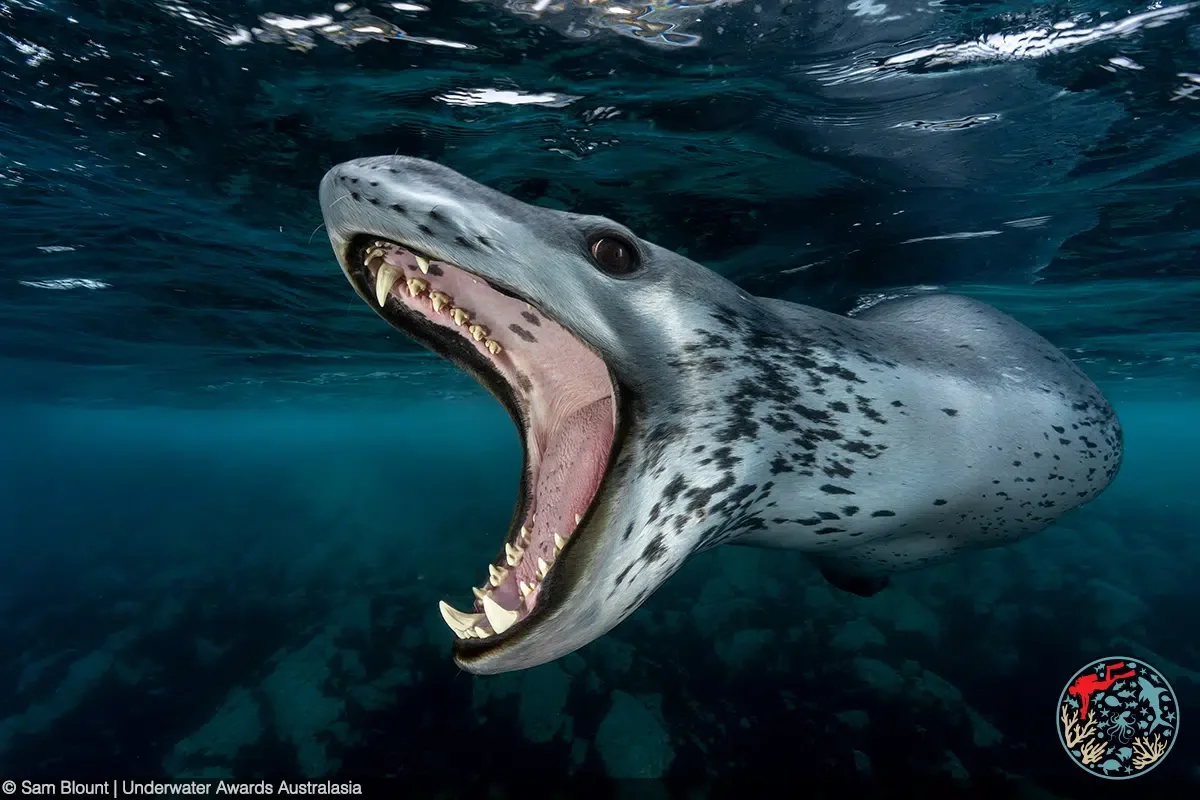 Celebrating Underwater Wonders: Highlights from the Underwater Awards Australasia 2026