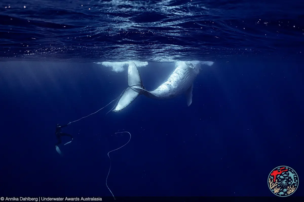 Photo of whale with fishing rod attached to tail.