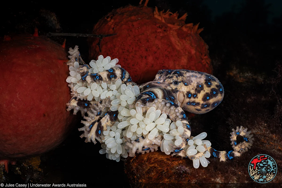 Photo of octopus clutching her eggs.