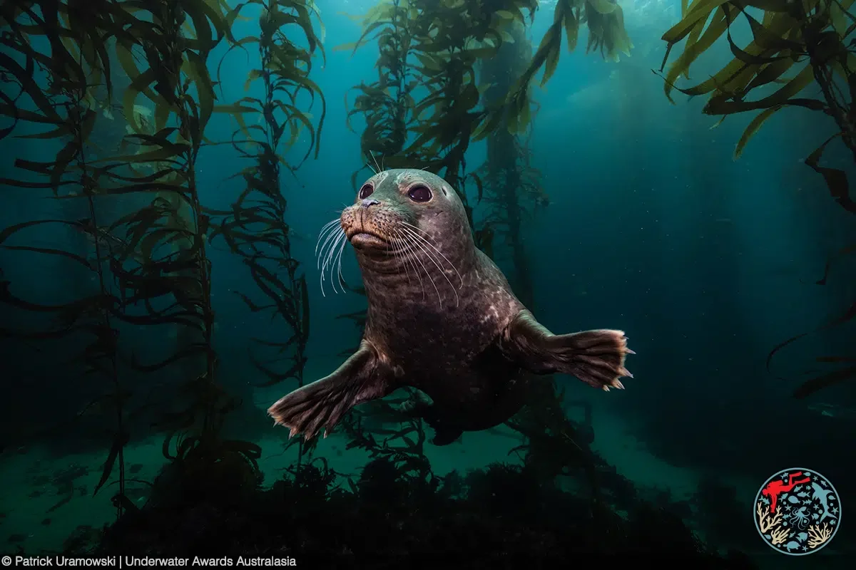 Underwater Awards Australasia