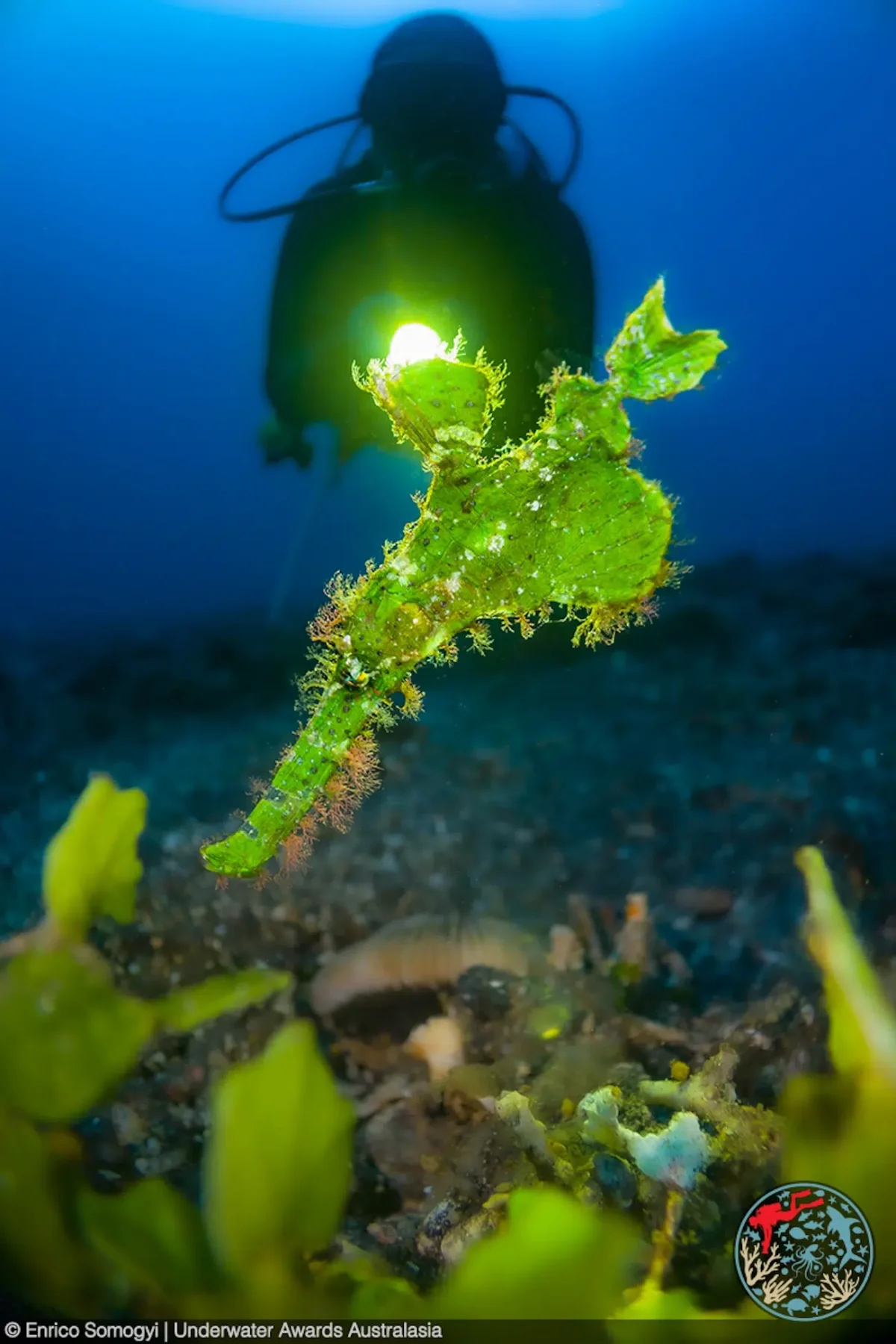 Underwater Awards Australasia