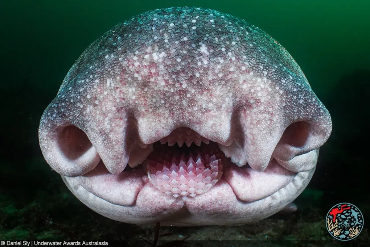 Underwater Awards Australasia