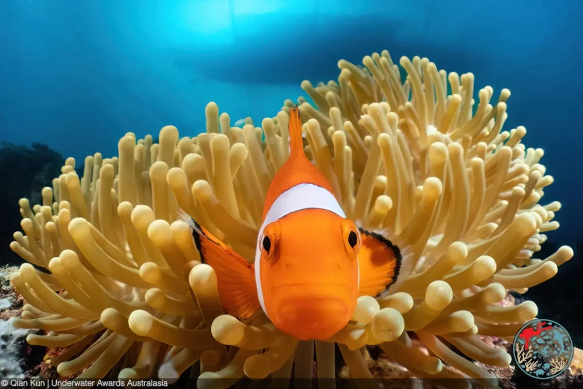 Underwater Awards Australasia