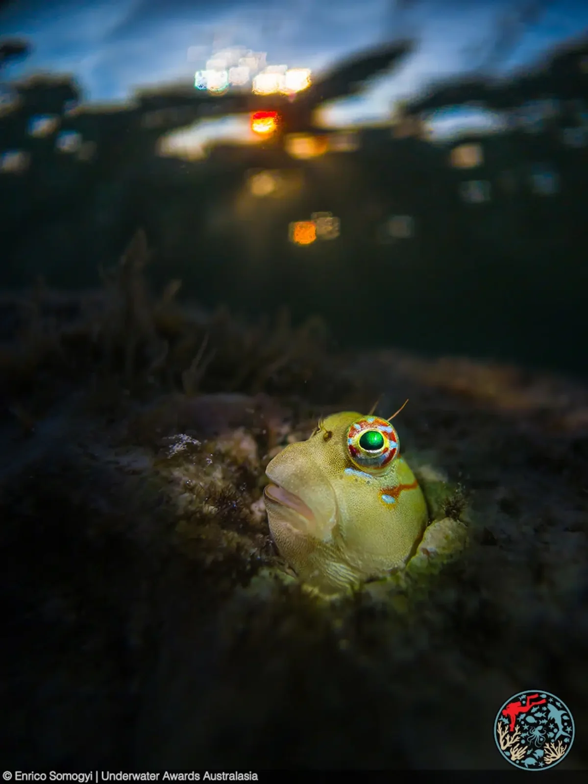 Underwater Awards Australasia
