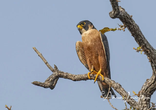 Shaheen Falcon