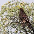Exploring Eagles, Falcons, and Hawks: A Photographic Journey through India's Bird Sanctuaries