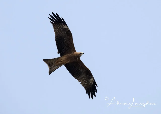 Black Kite