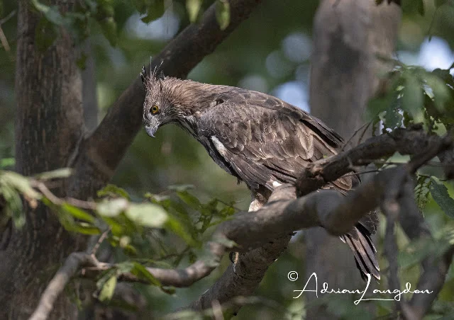 Changeable Hawk Eagle