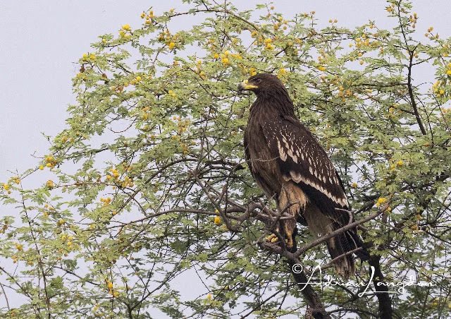 Greater Spotted Eagle