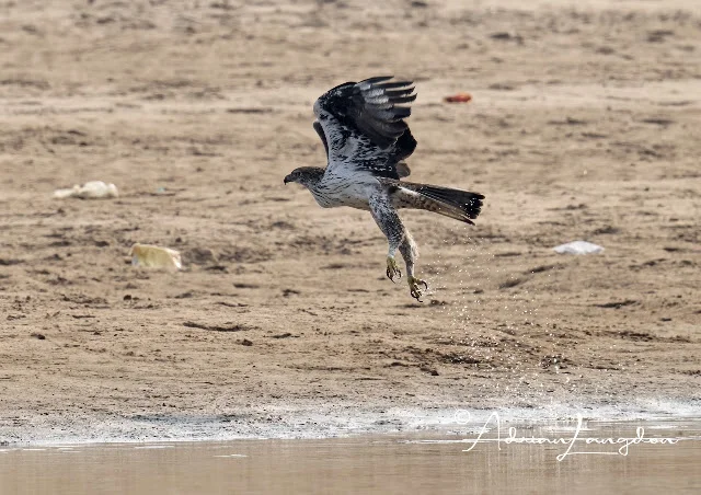 Bonelli's Eagle