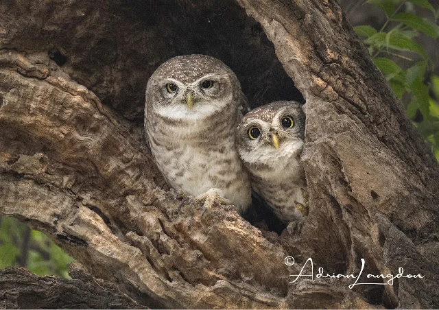 Spotted Owlet