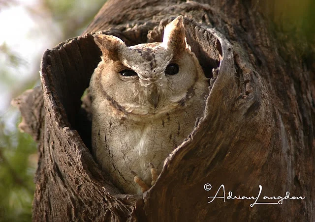 Collared Scops Owl
