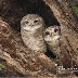Capturing the Enigmatic Spotted Owlets and Scops Owls of India