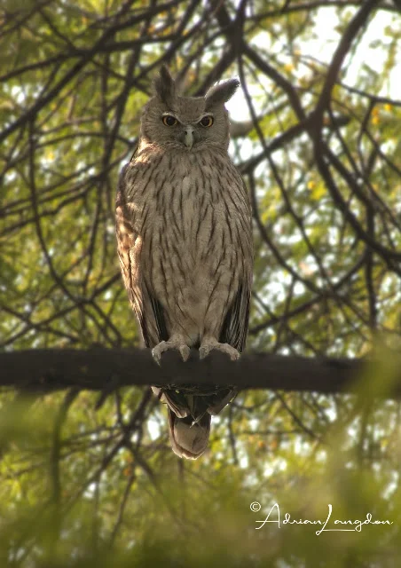 Dusky Eagle Owl
