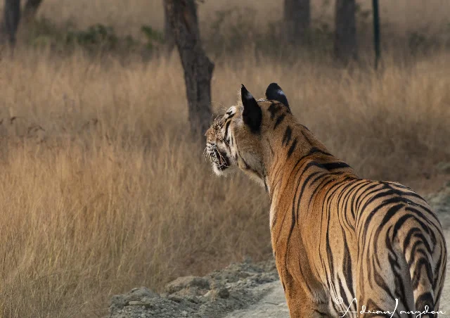 Tigress walking across golden grass