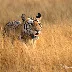 Capturing the Majesty of a Tigress in Panna National Park