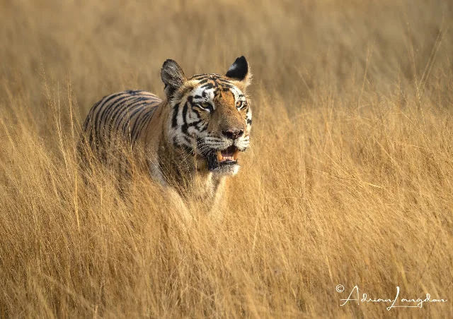 Tigress in Panna National Park