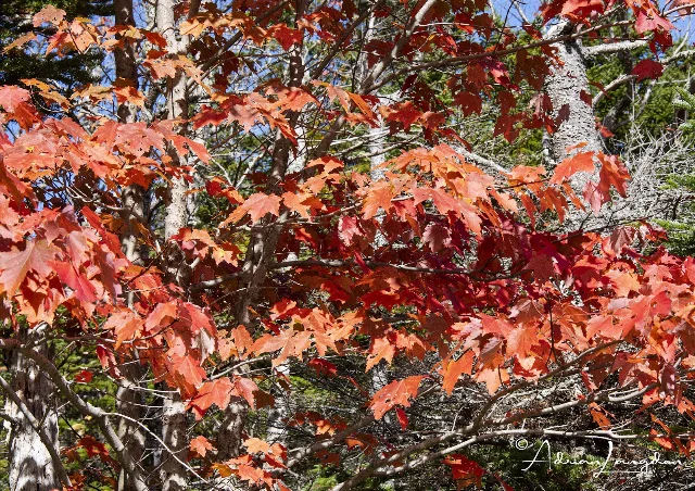 Beautiful autumn landscape