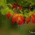 Capturing New England's Autumn Splendor: A Photographic Journey