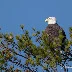 Exploring New England's Avian Wonders: Highlights from the September 2024 Tour