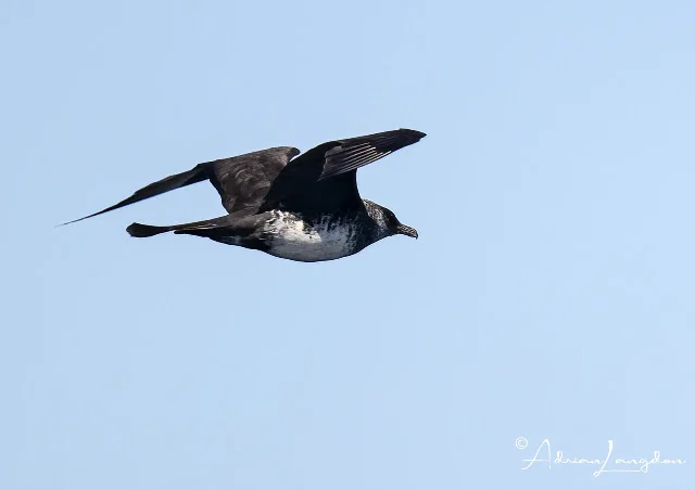 Pomarine Jaeger or Skua to us Brits