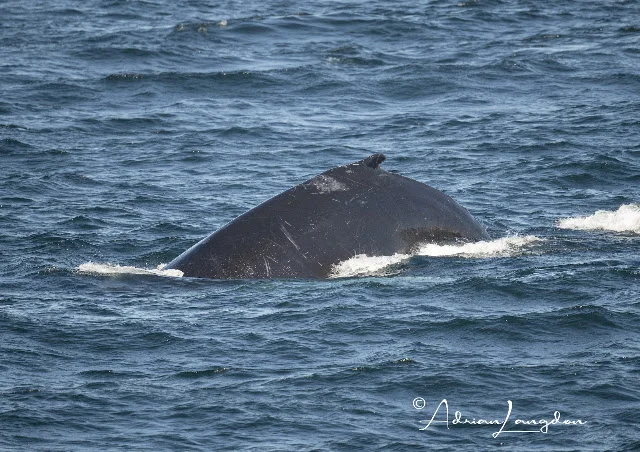Humpback whale