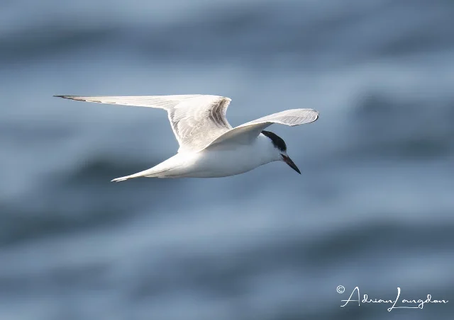 Possible Common Tern