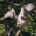 Juvenile Osprey Sighting on the River Camel: A Photographic Journey