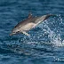 Pelagic Wildlife Adventures: Falmouth Boat Trips on July 27-28, 2024