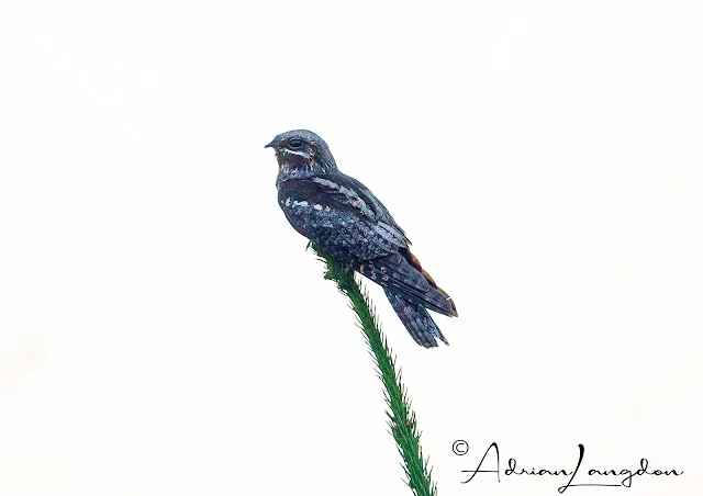 Close up of Nightjar's patterns