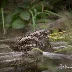 Capturing Nightjars: Techniques for Photographing These Elusive Birds in Cornwall