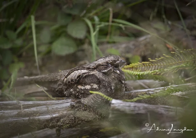 Nightjar perched on a log