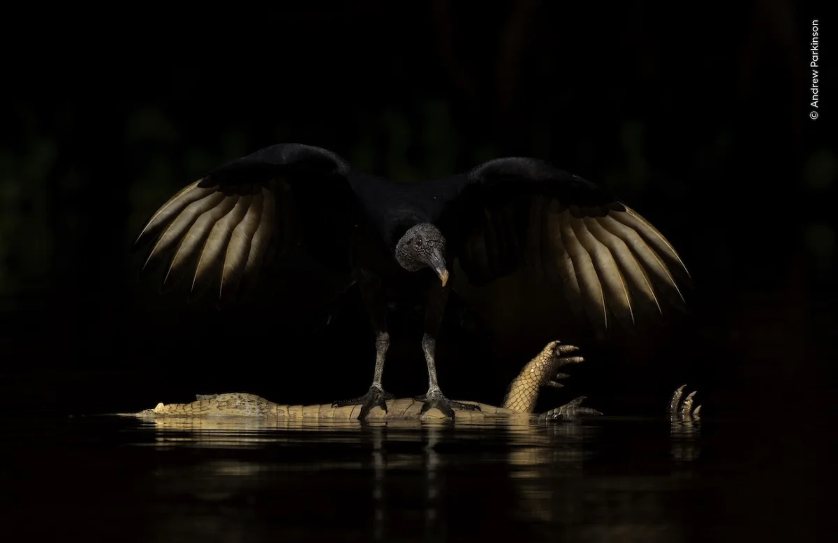 National History Museum, London Wildlife Photographer of the Year 2026