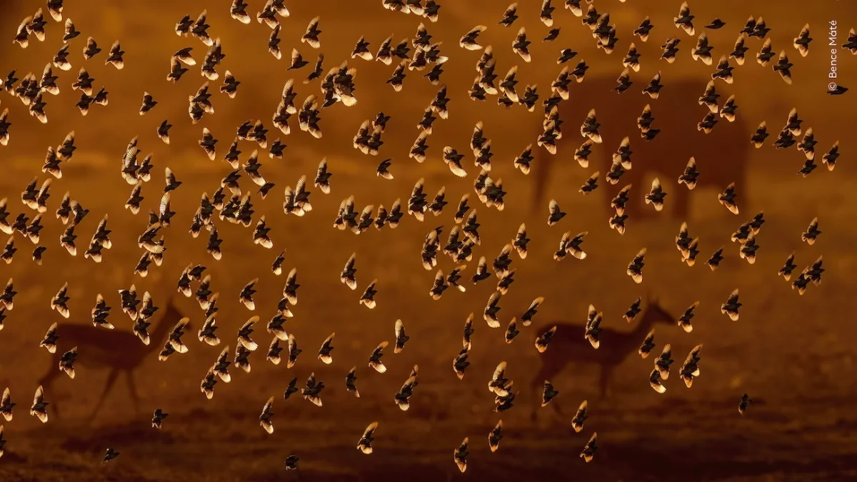 National History Museum, London Wildlife Photographer of the Year 2026