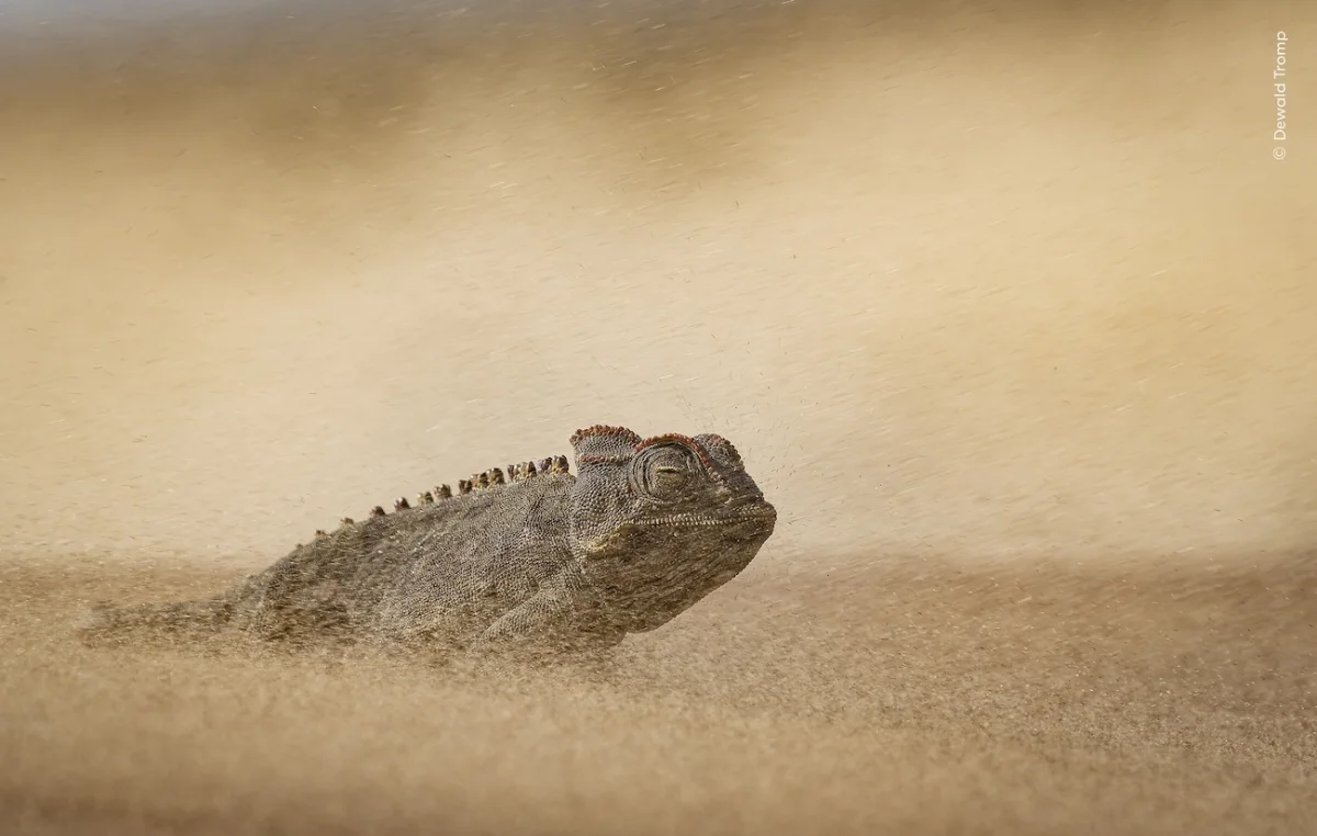 National History Museum, London Wildlife Photographer of the Year 2026