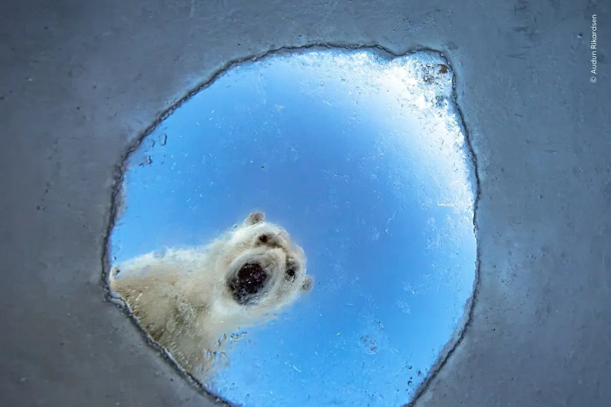 National History Museum, London Wildlife Photographer of the Year 2026