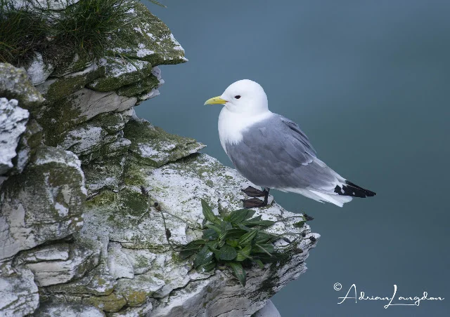 Kittiwake on a ledge
