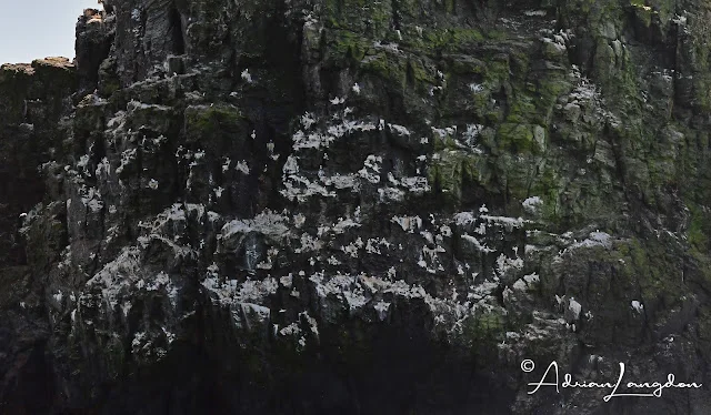 Kittiwake nests on cliffs