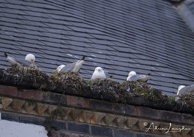 Kittiwake perched on a building