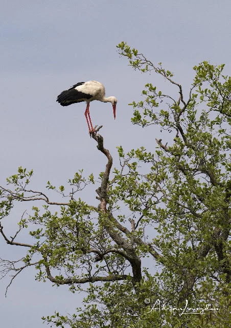 White Stork in flight