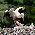 Exploring the Charming World of White Storks in Poland: May 2024 Journey