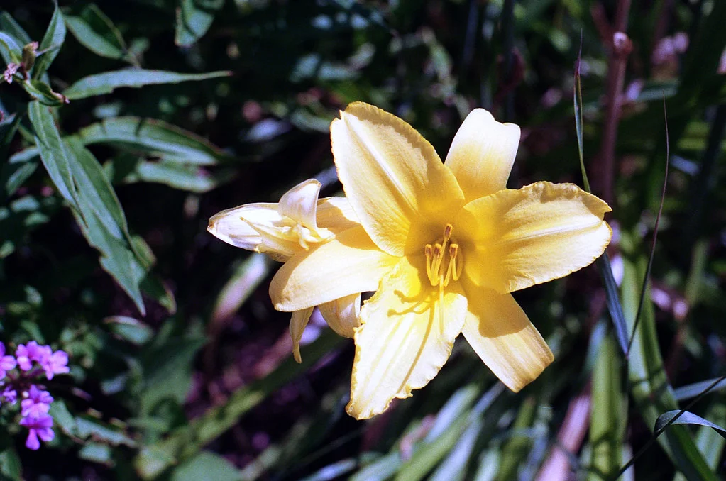 Yellow Bloom Aug 2026