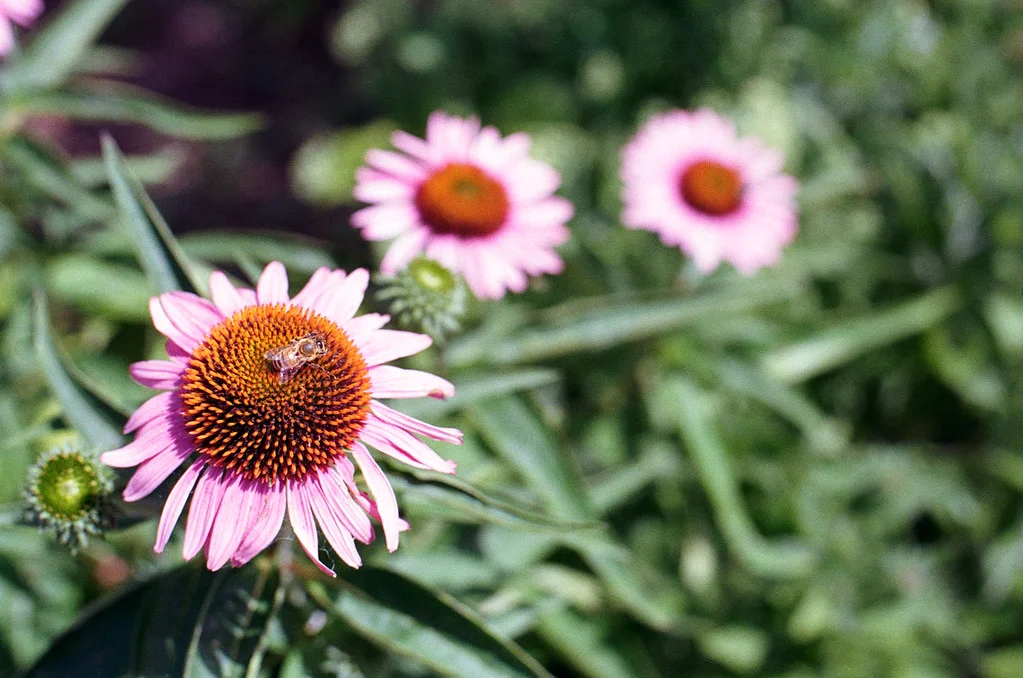 Bee Harvestng Pollen Aug 2026