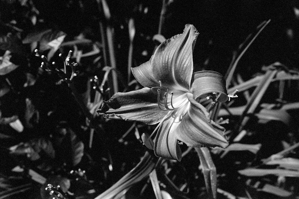 Greyscale Lily Aug 2026