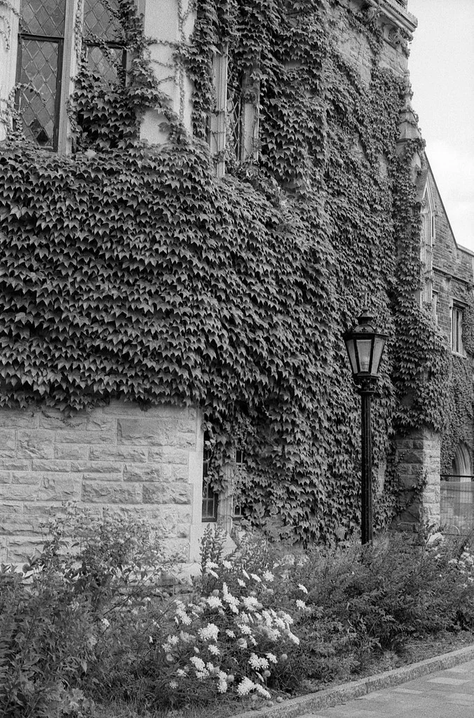 Ivy Covered Walls Two July 2026
