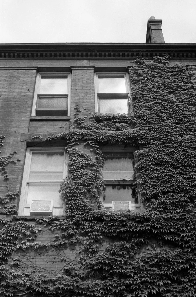 Ivy Covered Walls July 2026