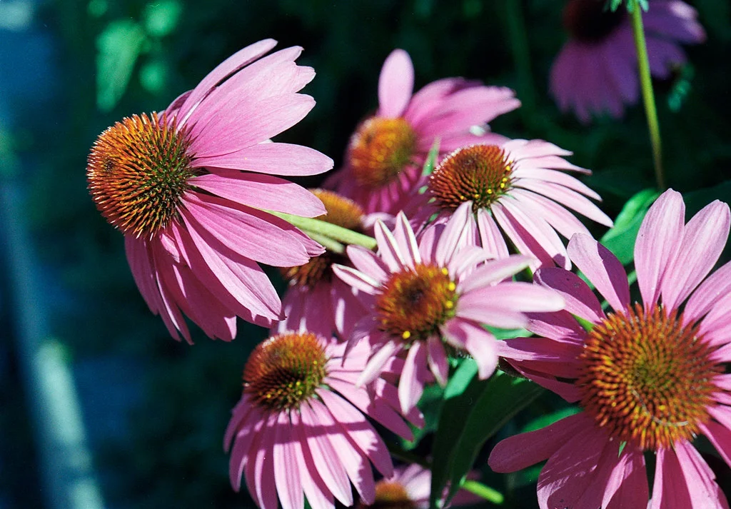 Tribe of Purple Cone Flowers July 2026